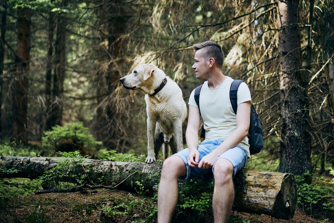 Photo de couverture - Les 5 sentiers de Randonnées à faire avec son chien à ne pas manquer au Québec 